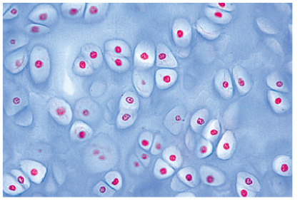 Histología Humana, Colección Grande, Parte I. en español - Imagen 3