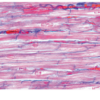 Histología Humana, Colección Grande, Parte I. en español - Imagen 4