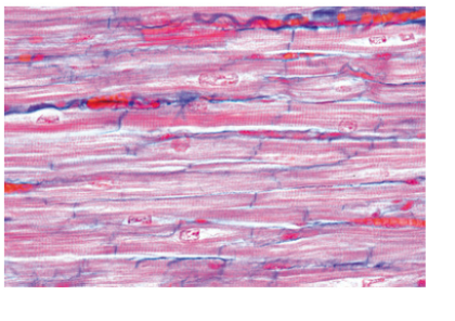 Histología Humana, Colección Grande, Parte I. en español - Imagen 4