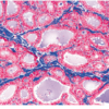 Histología Humana, Colección Grande, Parte I. en español - Imagen 5