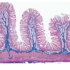 Histología Humana, Colección Grande, Parte I. en español - Imagen 6