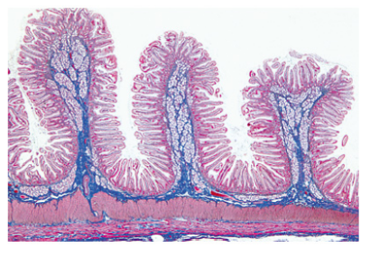 Histología Humana, Colección Grande, Parte I. en español - Imagen 6