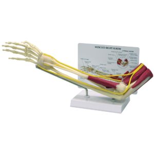 Modelo de codo con músculos