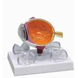 modele-anatomique-oeil-et-cornee