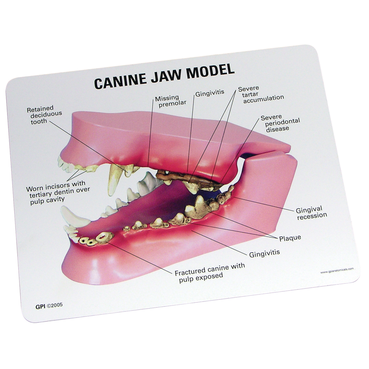 W33360_02_1200_1200_Modelo-de-Mandibula-Canina