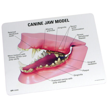 modelo de mandíbula canina - Imagen 2