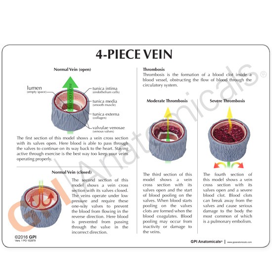 vein-model-4