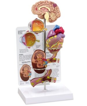 Anatomical 3D