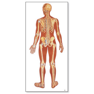 El Esqueleto Humana, con ligamentos posterior