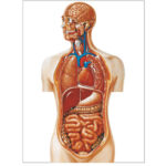 Torso