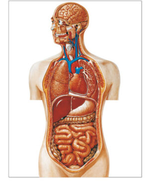 Torso