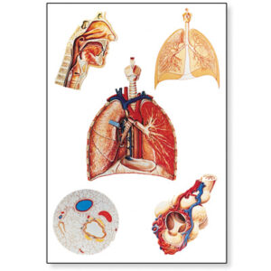 Organos Respiratorios