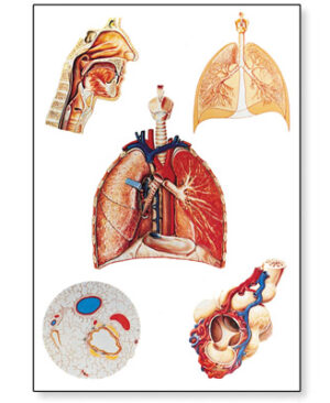 Organos Respiratorios