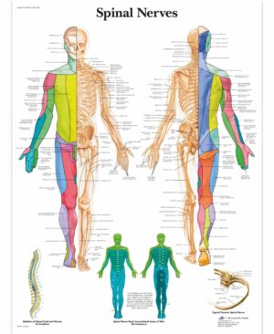 Lamina Spinal Nerves
