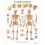 El esqueleto humano Lamina