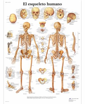 El esqueleto humano Lamina