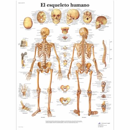 El esqueleto humano Lamina