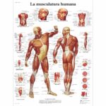 La Musculatura humana Lámina