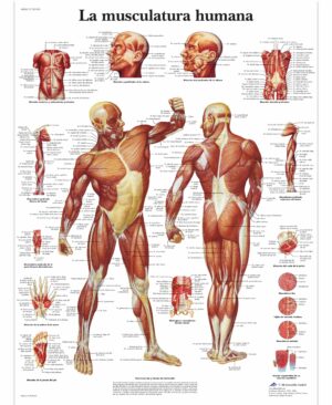 La Musculatura humana Lámina
