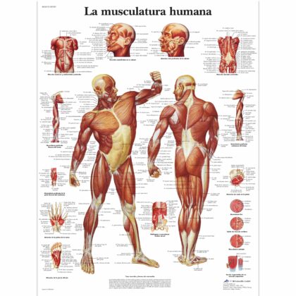 La Musculatura humana Lámina