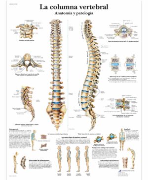 La columna vertebral Lámina