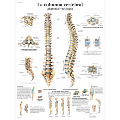 La columna vertebral Lámina