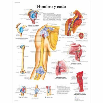 Hombro y codo Lámina