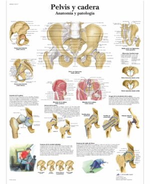 Pelvis y cadera
