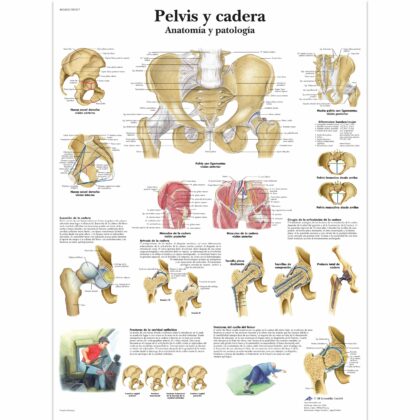 Pelvis y cadera