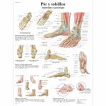 Pie y tobillos