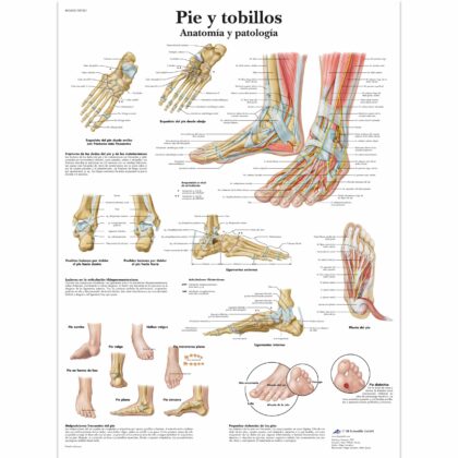 Pie y tobillos