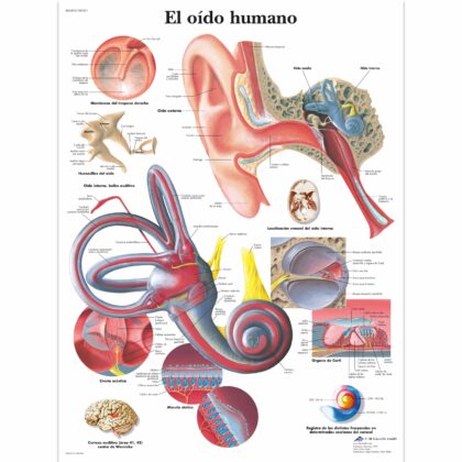El oído humano