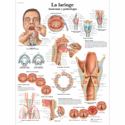 La laringe Lámina