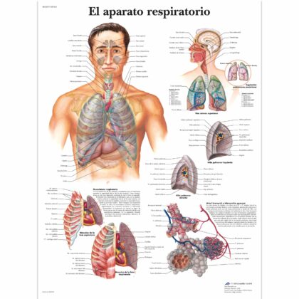 El aparato respiratorio
