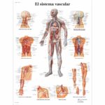 El sistema vascular Lámina