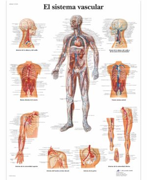 El sistema vascular Lámina
