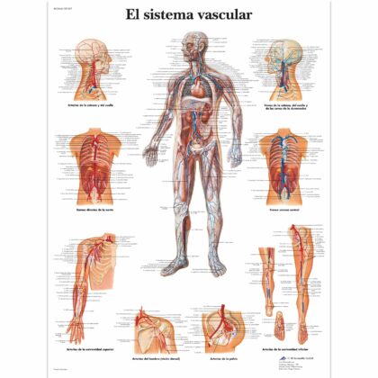 El sistema vascular Lámina