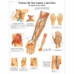 Curso de los vasos y nervios de significación clínica Lámina