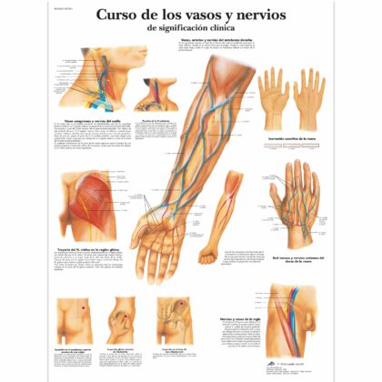 Curso de los vasos y nervios de significación clínica Lámina