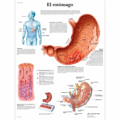El estómago Lámina