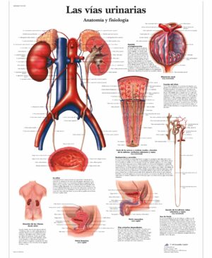 Las vías urinarias, Anatomía y fisiologia Lámina