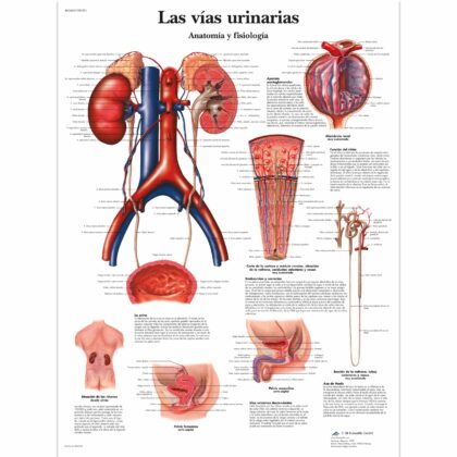 Las vías urinarias, Anatomía y fisiologia Lámina