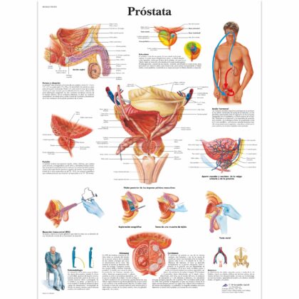 Próstata