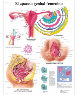 El aparato genital femenino Lámina