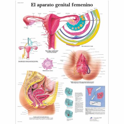 El aparato genital femenino Lámina