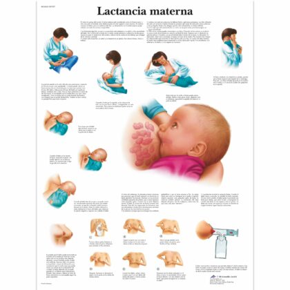 Lactancia materna Lámina