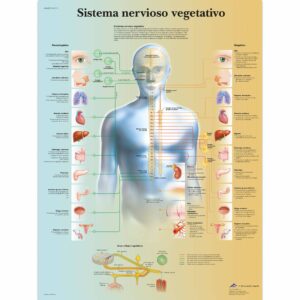 Sistema nervioso vegetativo Lámina