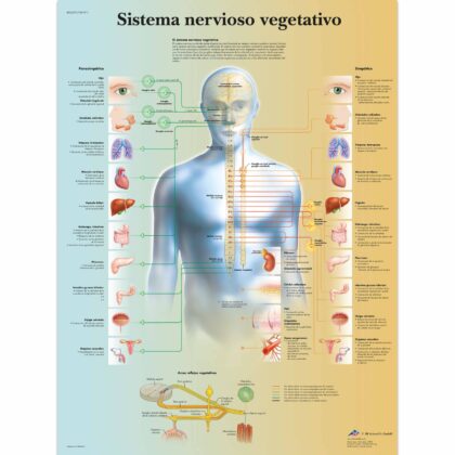 Sistema nervioso vegetativo Lámina