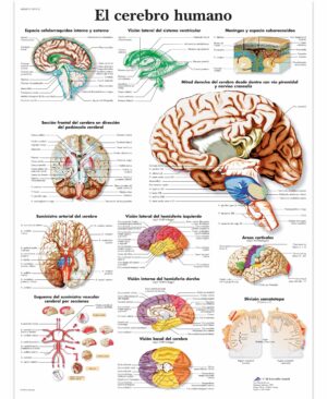 El cerebro humano Lámina