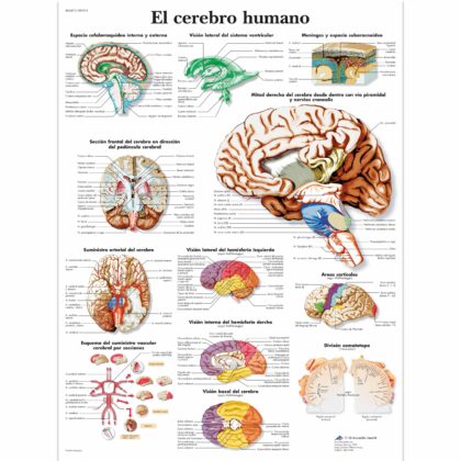 El cerebro humano Lámina